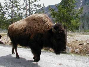 buffalo