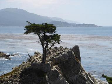 Cypress Tree.jpg