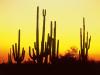 saguaro1.jpg