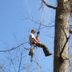 treeclimber's picture