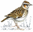 WoodLark's picture